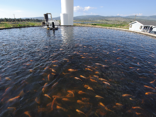 DDGS can be used to feed fish, such as this tilapia at Kelley Hot Spring Fish Farm, Alturas, Calif. (Photo courtesy NRCS)